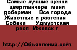 Самые лучшие щенки цвергпинчера (мини доберман) - Все города Животные и растения » Собаки   . Удмуртская респ.,Ижевск г.